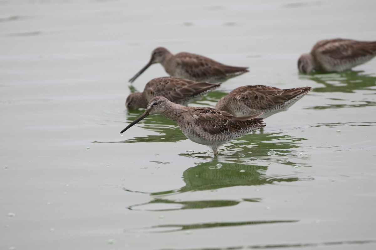 Long-billed Dowitcher - ML220327251