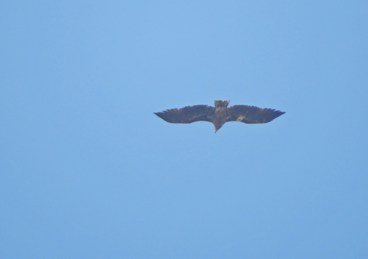 White-tailed Eagle - ML220328851
