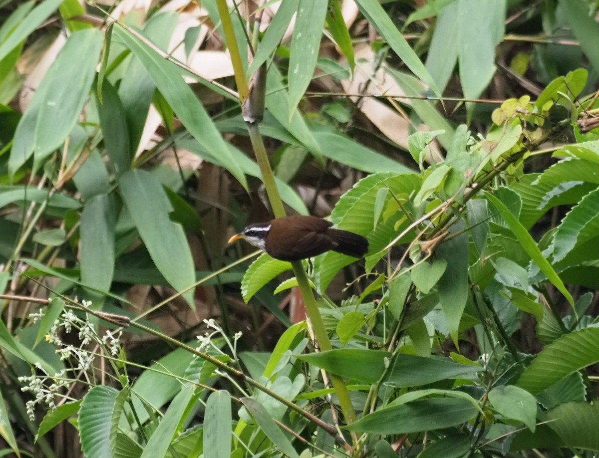 Sri Lanka Scimitar-Babbler - Detlef Stremke