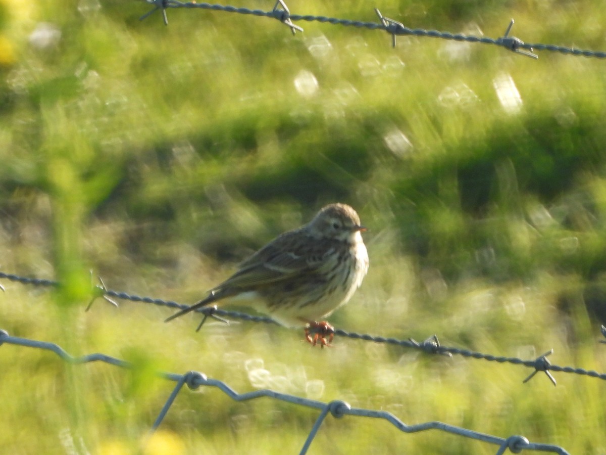 Meadow Pipit - ML220330191