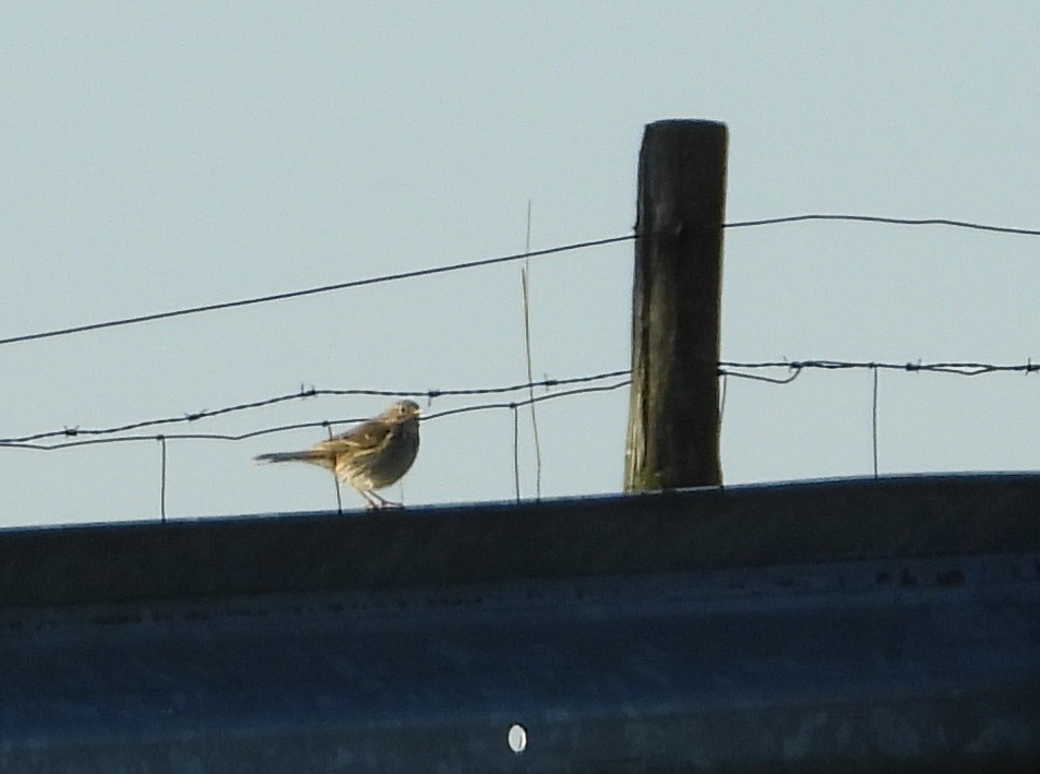 Meadow Pipit - ML220331001