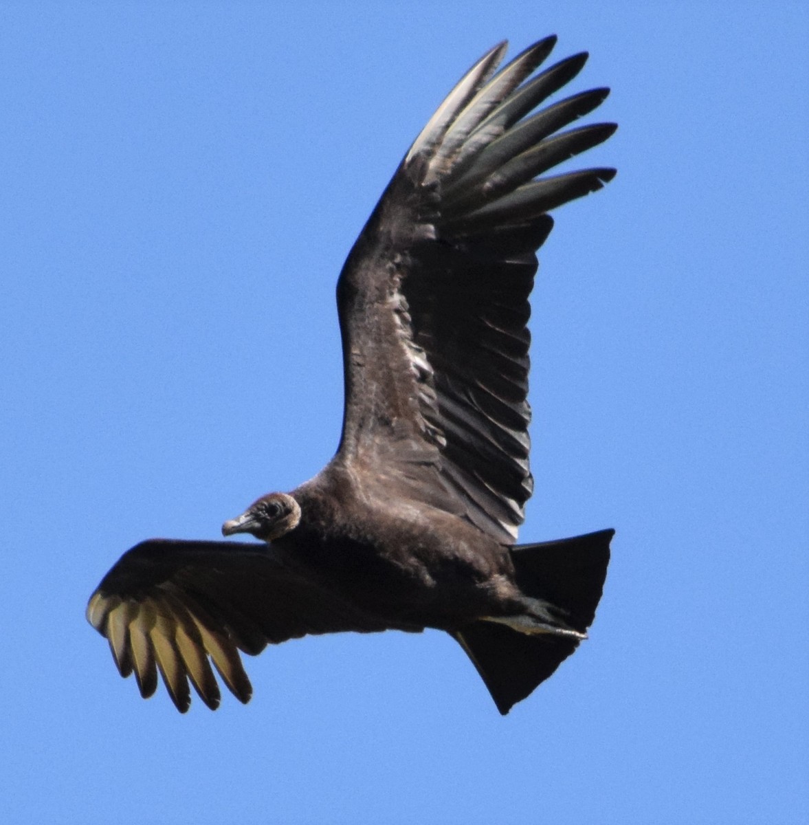 Black Vulture - ML220331171