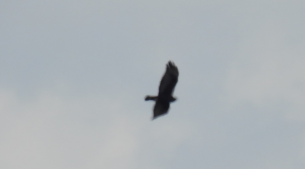 Zone-tailed Hawk - Fernando Angulo - CORBIDI