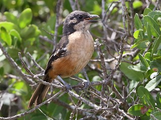  - Southern Boubou