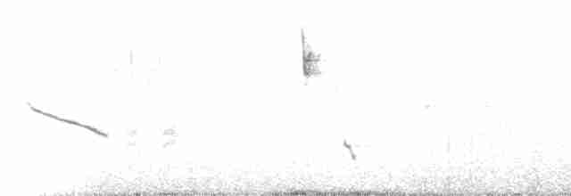 Long-tailed Meadowlark - ML220335
