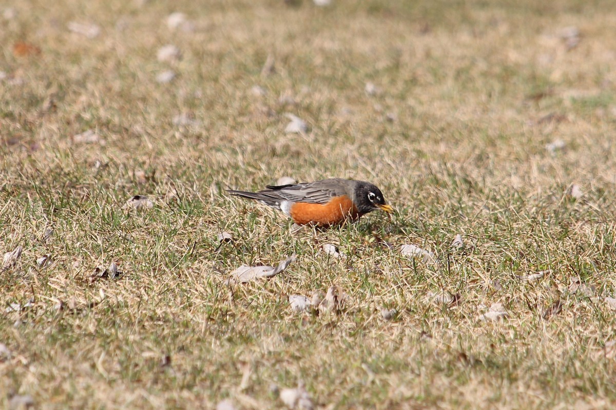 American Robin - Christopher Moser-Purdy