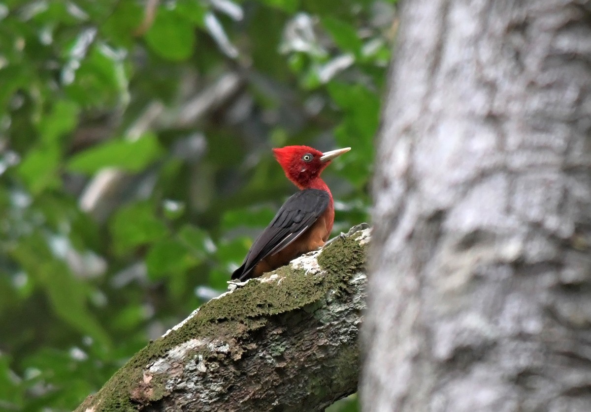 Red-necked Woodpecker - Joshua Vandermeulen