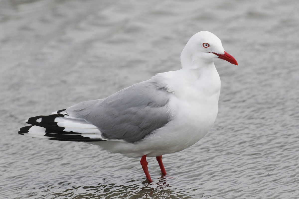 Silver Gull (Red-billed) - ML220338641