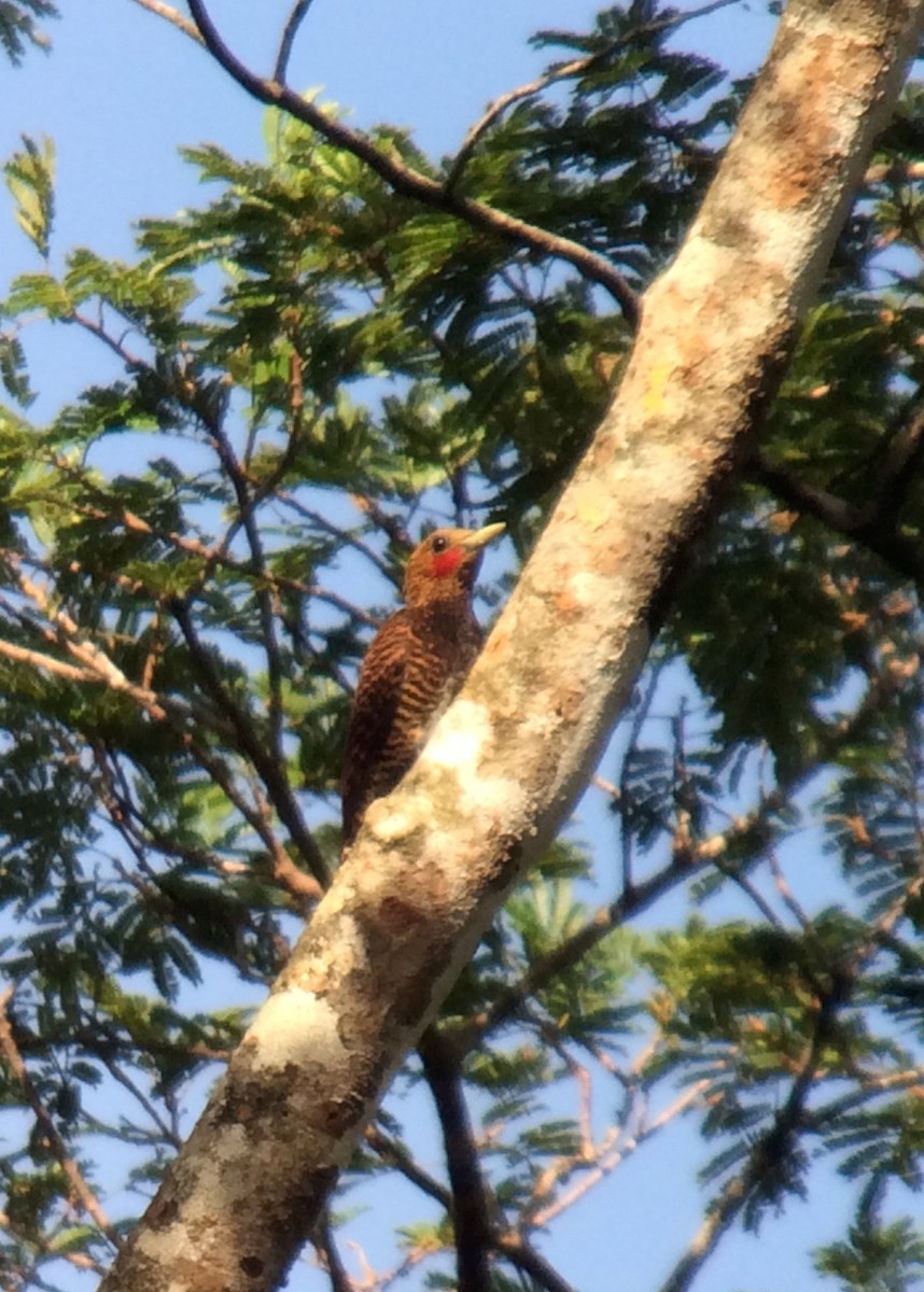 Waved Woodpecker (Waved) - ML220339701