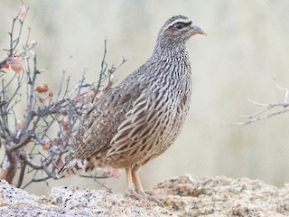  - Hartlaub's Spurfowl