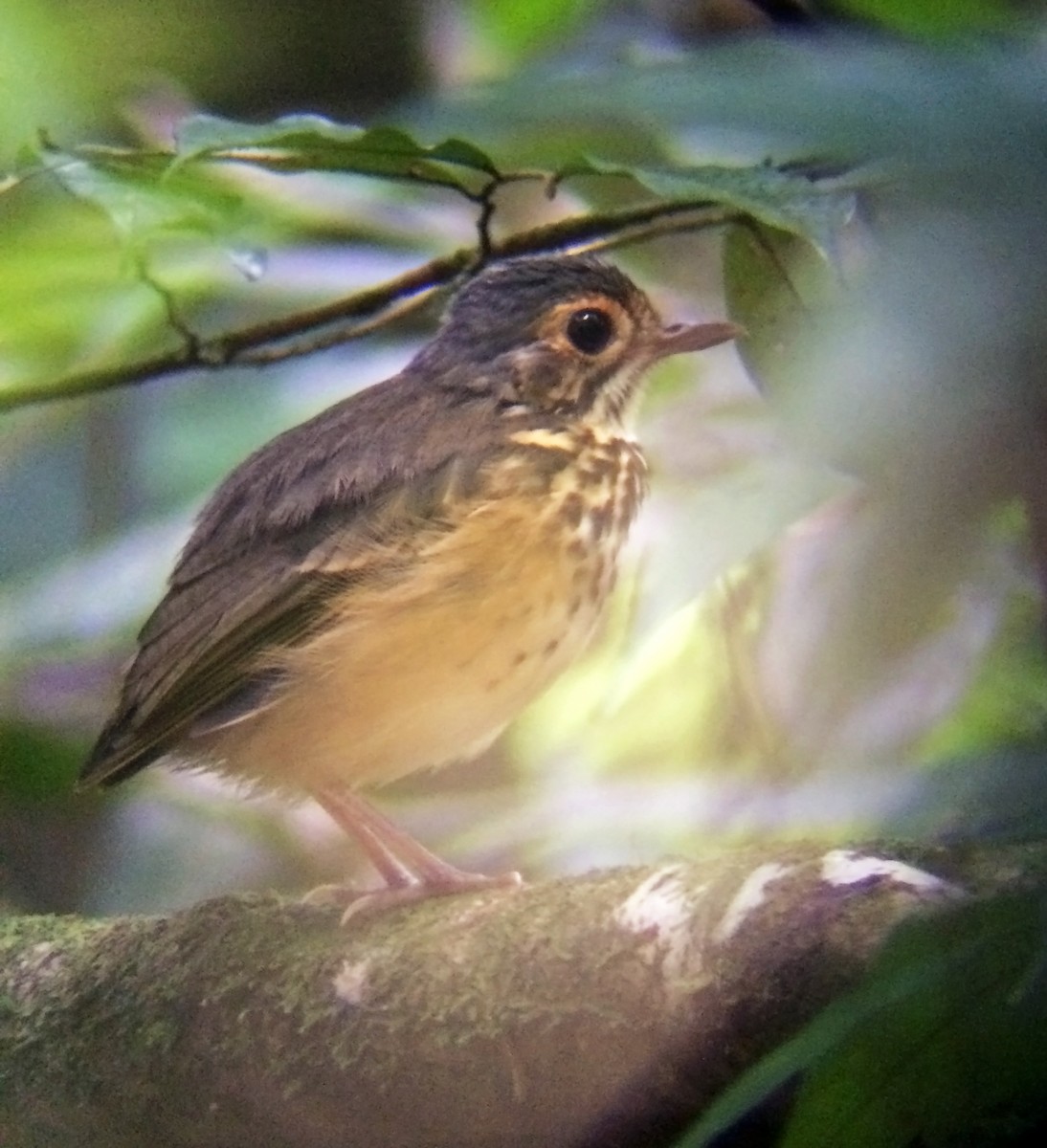 Spotted Antpitta - ML220340261