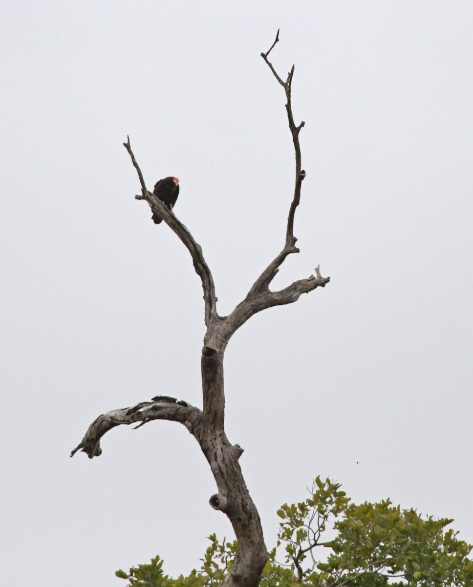 Greater Yellow-headed Vulture - ML220342271