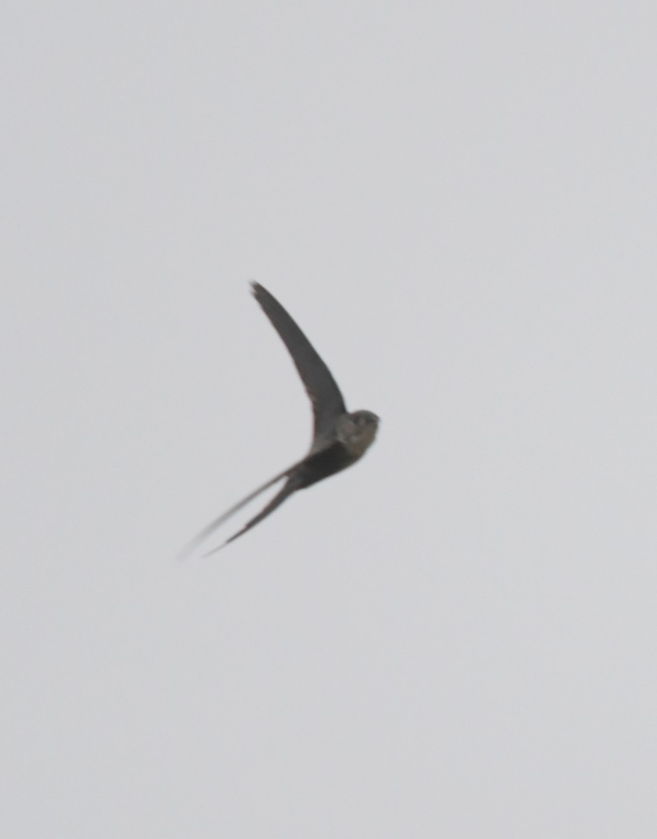 Fork-tailed Palm Swift - ML220345841