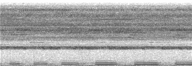 Agami trompette (crepitans) - ML220346581