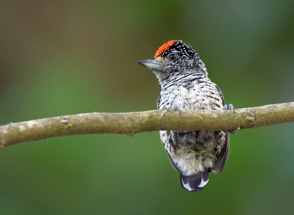 White-bellied Piculet - ML220347221