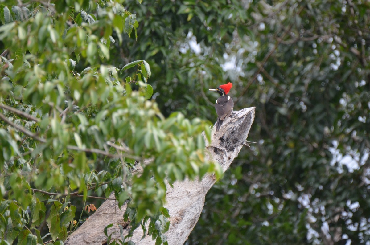 Lineated Woodpecker (Lineated) - ML220350221