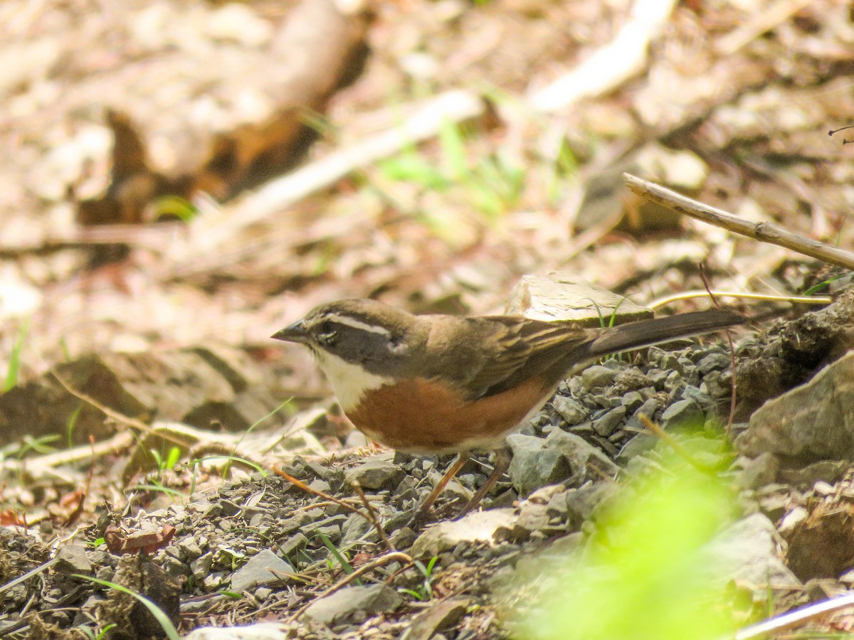 Bolivian Warbling Finch - ML220350401
