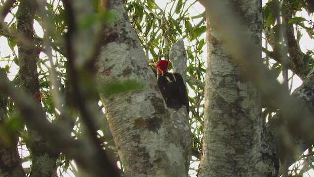 Pale-billed Woodpecker - ML220351721