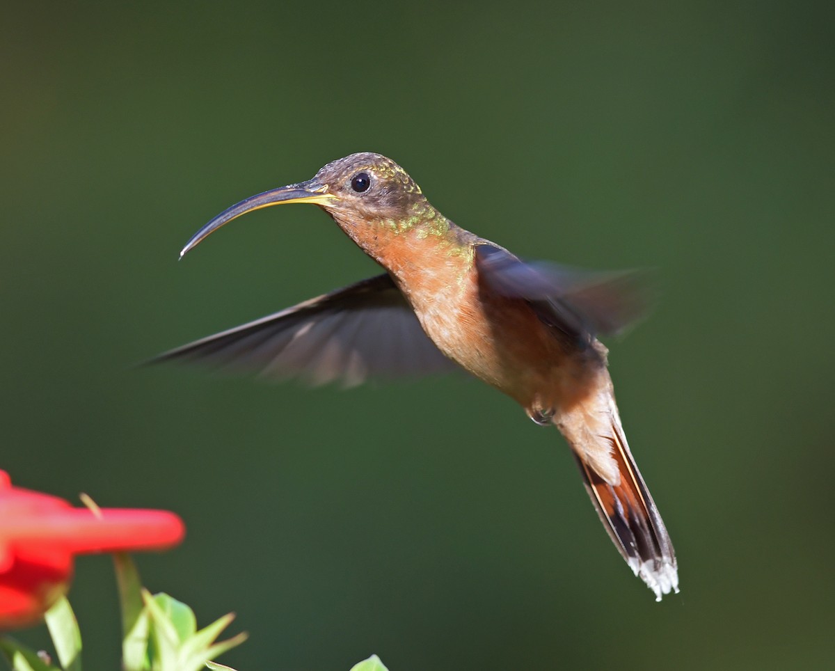 Rufous-breasted Hermit - ML220351901