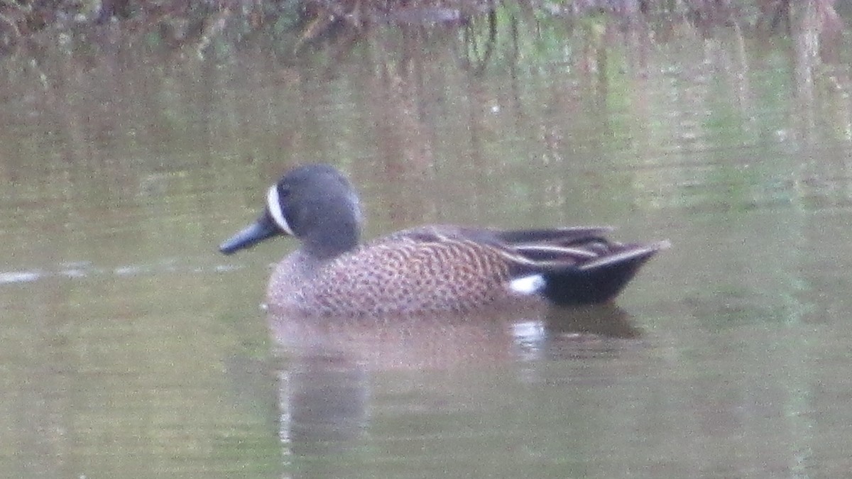 Blue-winged Teal - Rita Clements