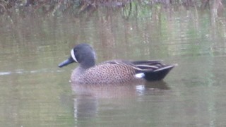 Blue-winged Teal, ML220352131