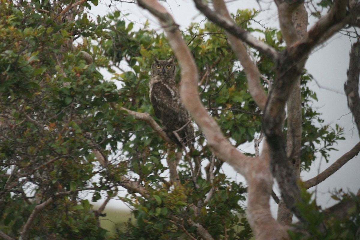 Spotted Eagle-Owl - Tony King