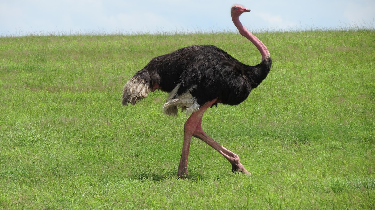 Common Ostrich - ML22035811