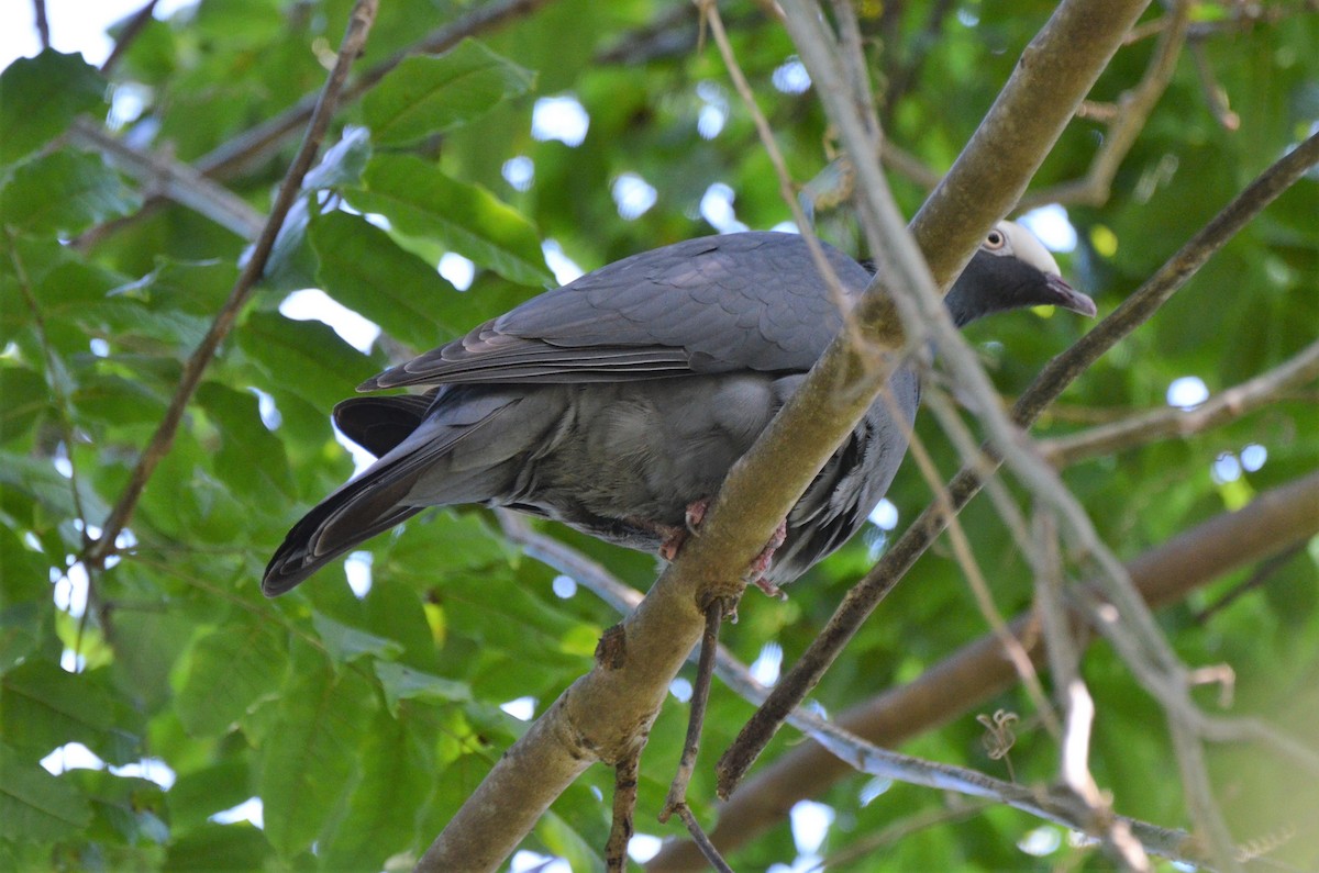 White-crowned Pigeon - ML220359481