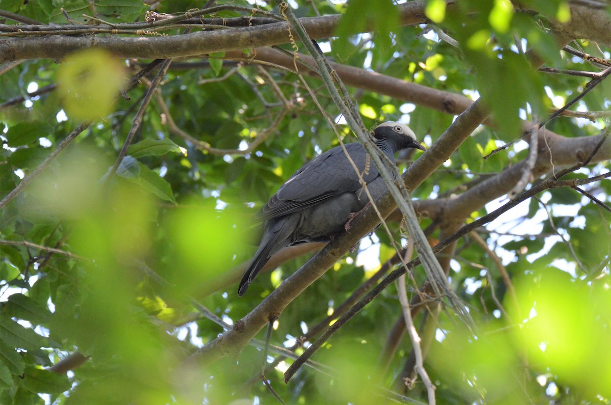 White-crowned Pigeon - ML220359591
