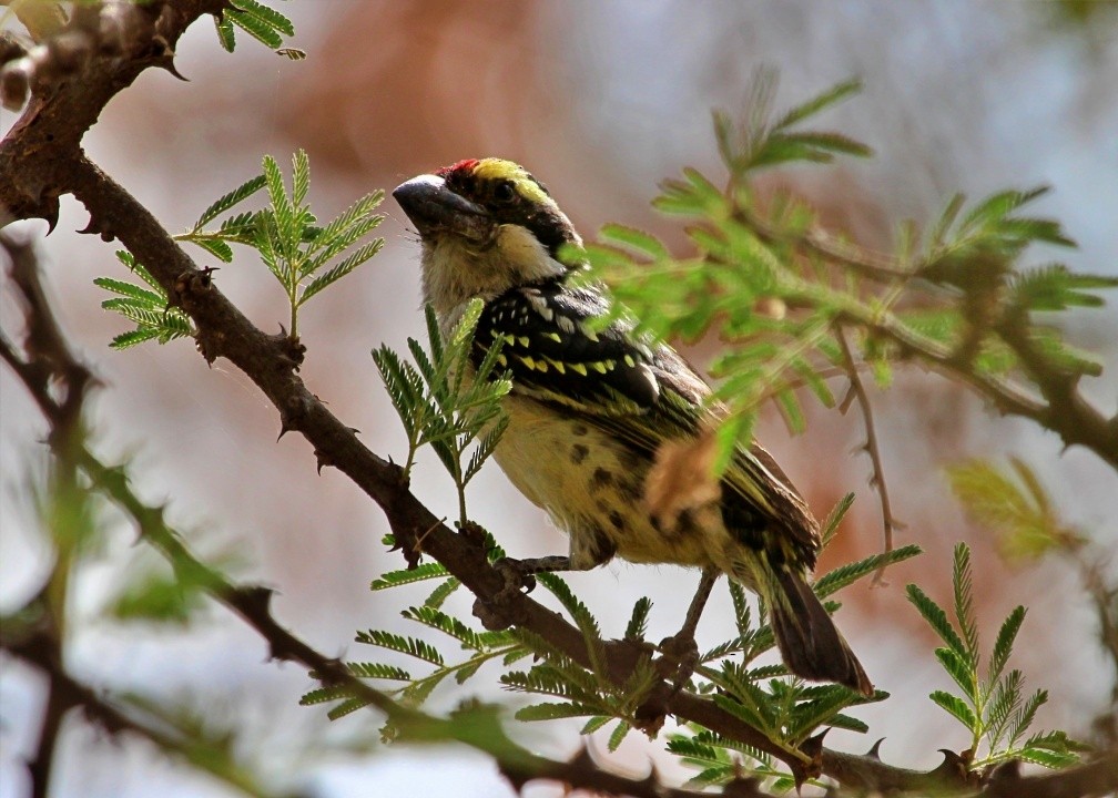 Red-fronted Barbet - ML220360341
