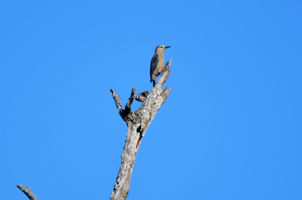 Golden-fronted Woodpecker (Velasquez's) - ML220360361