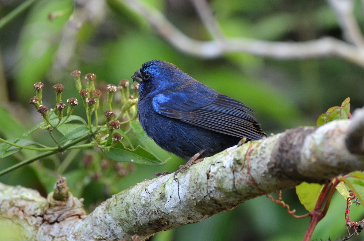 Blue Bunting (Middle America) - ML220361801