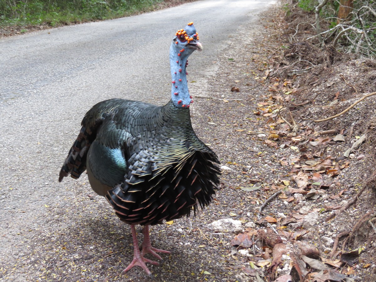 eBird Checklist - 8 Mar 2020 - Reserva de la Biosfera Calakmul--Zona ...