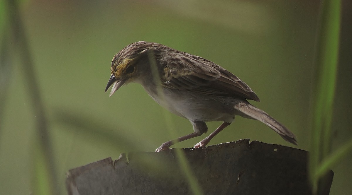 Yellow-browed Sparrow - ML220373431
