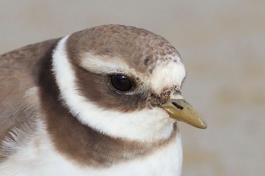 Common Ringed Plover - Awei Lee