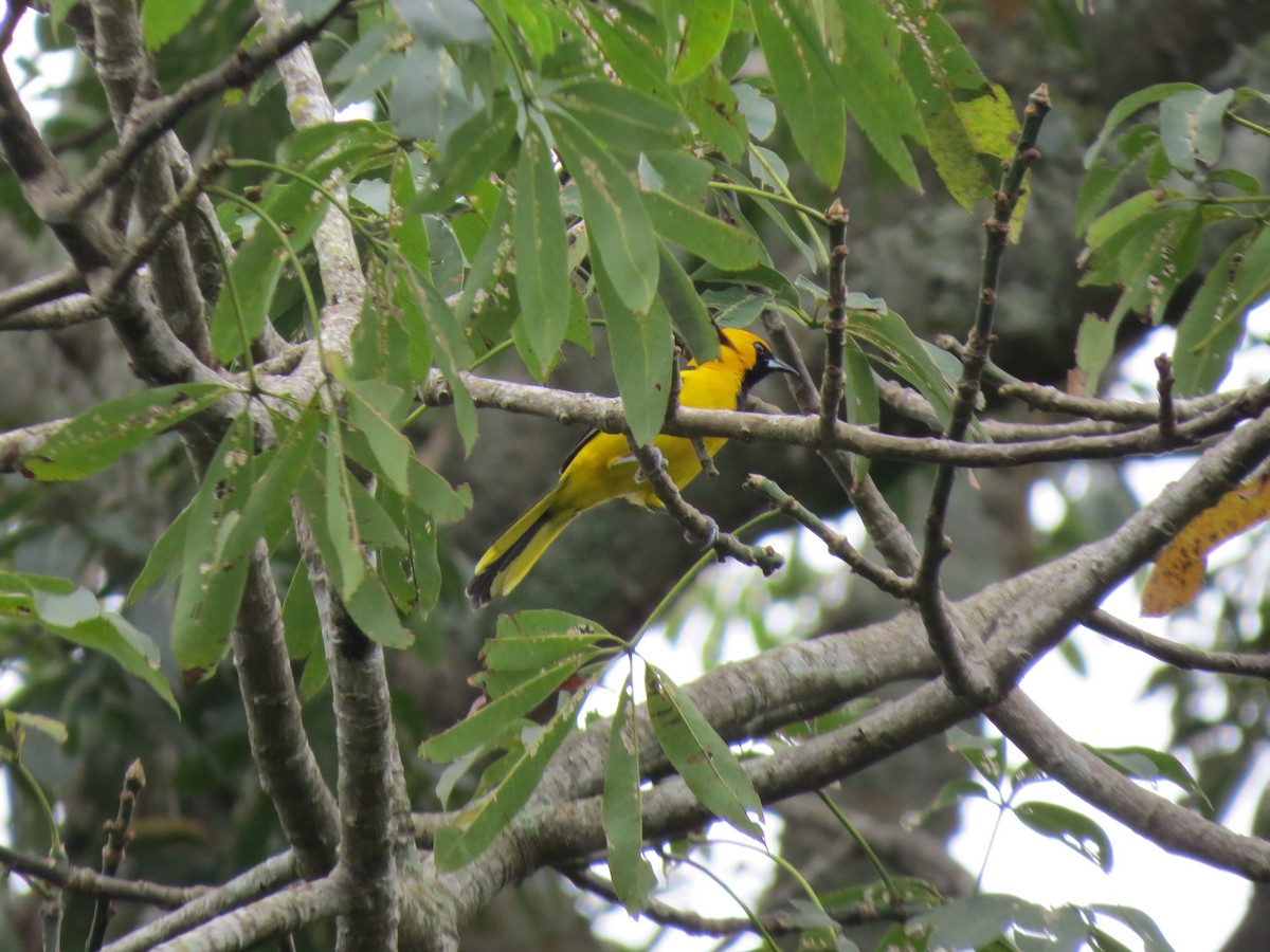 Yellow-tailed Oriole - ML220374821