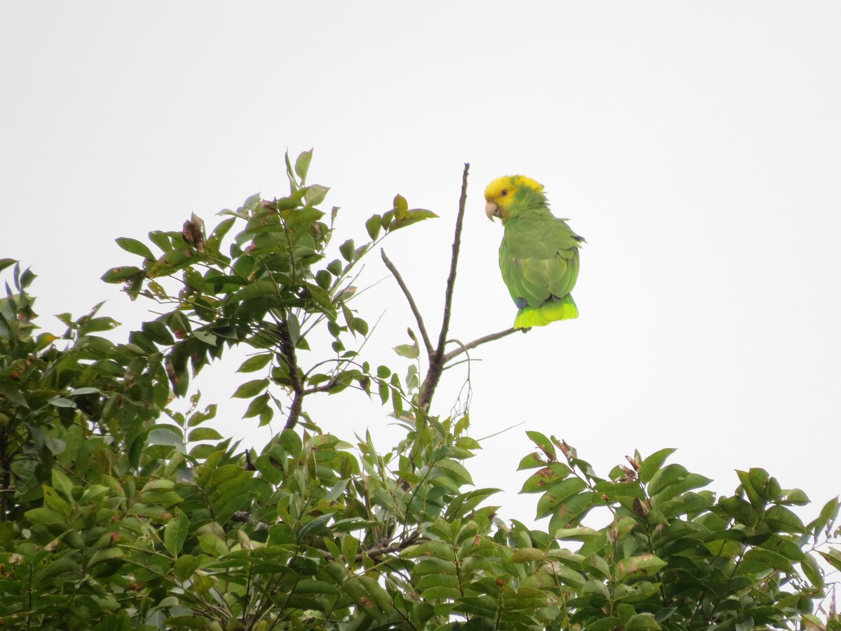 Yellow-headed Parrot - Steve Juhasz
