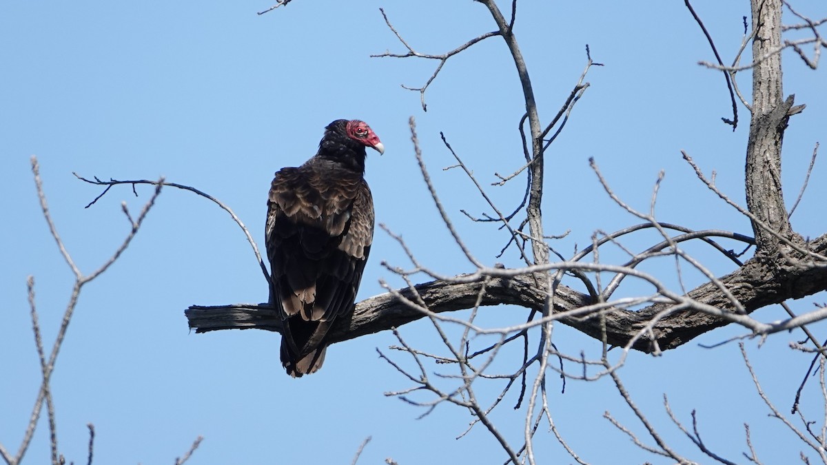 Turkey Vulture - David Schroder