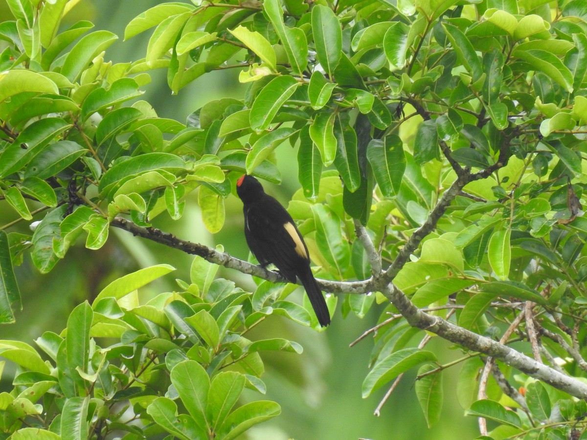 Flame-crested Tanager - ML220379081