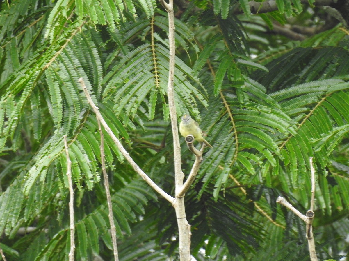 Yellow-crowned Tyrannulet - Fernando Angulo - CORBIDI