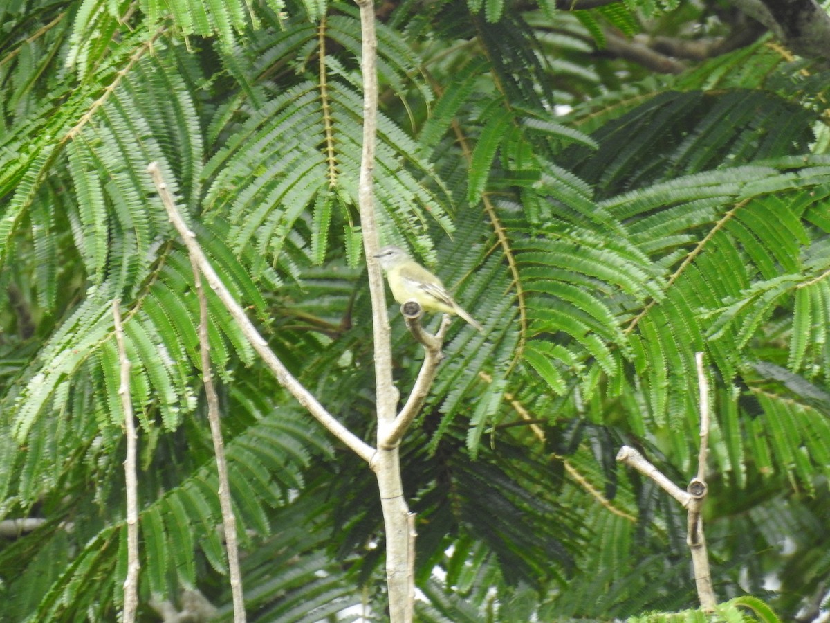 Yellow-crowned Tyrannulet - Fernando Angulo - CORBIDI