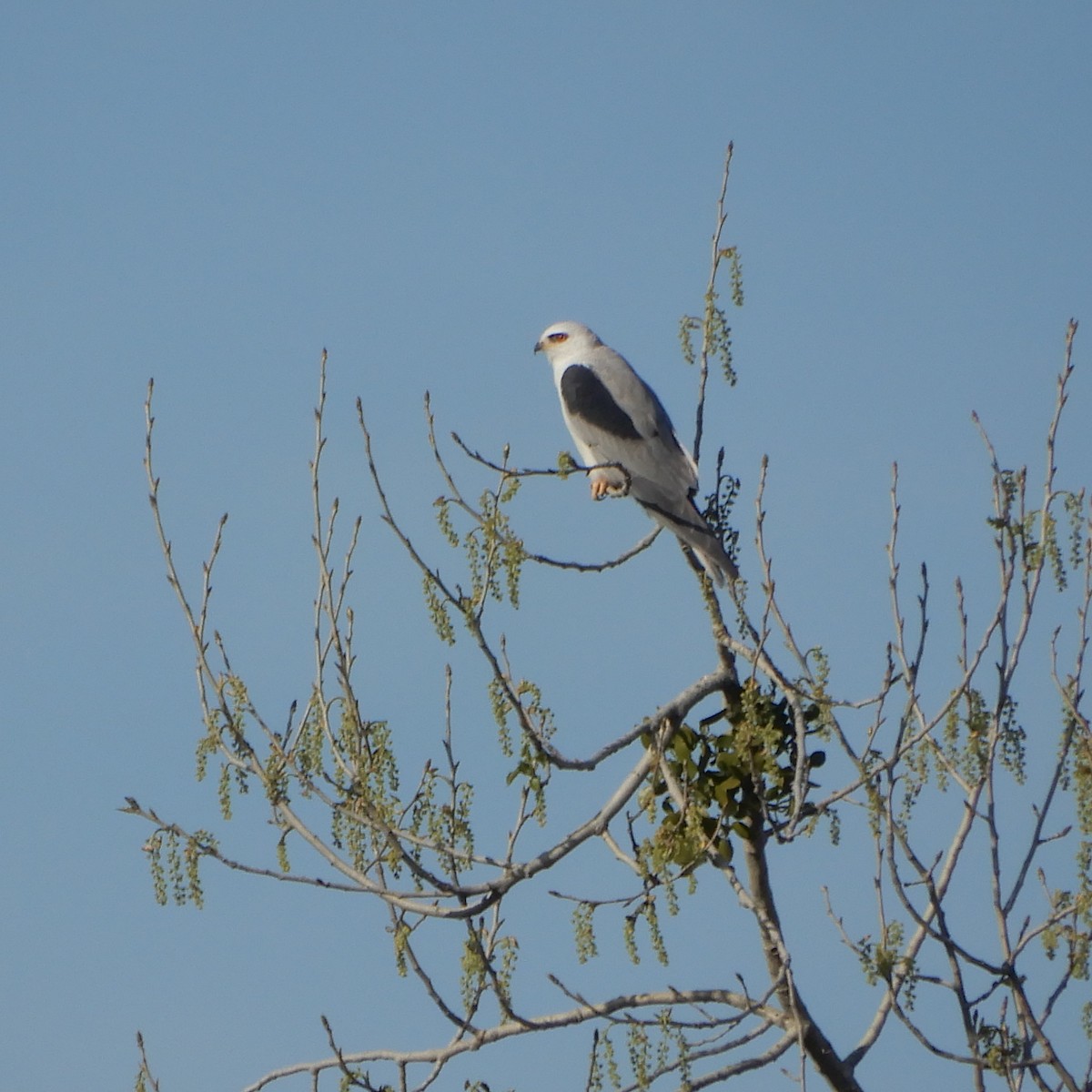 White-tailed Kite - ML220382481