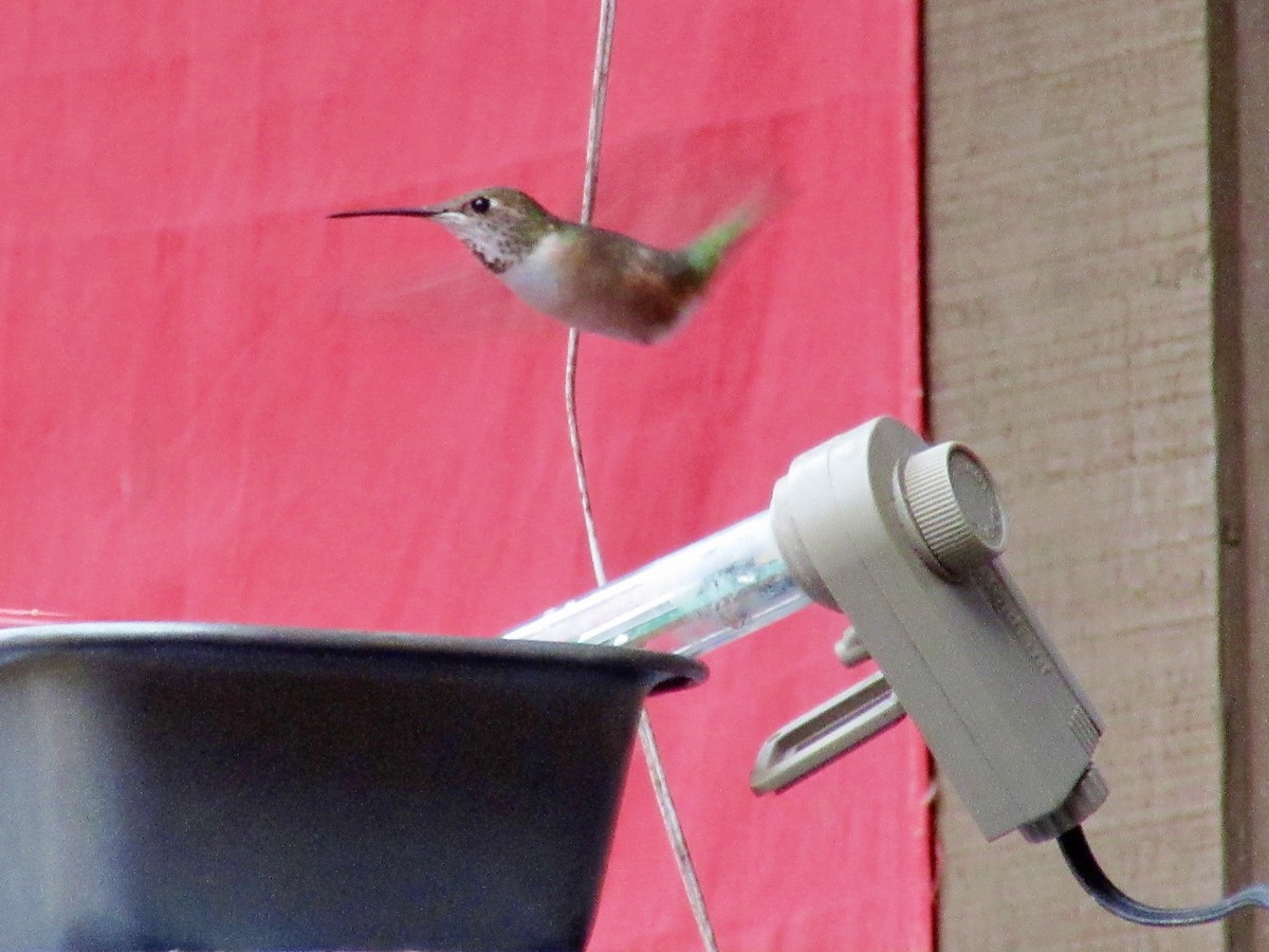 Rufous Hummingbird - lee gruber