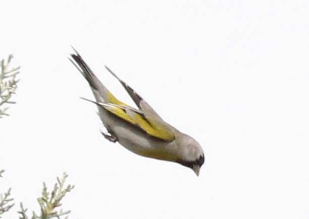 Lawrence's Goldfinch - ML220384841