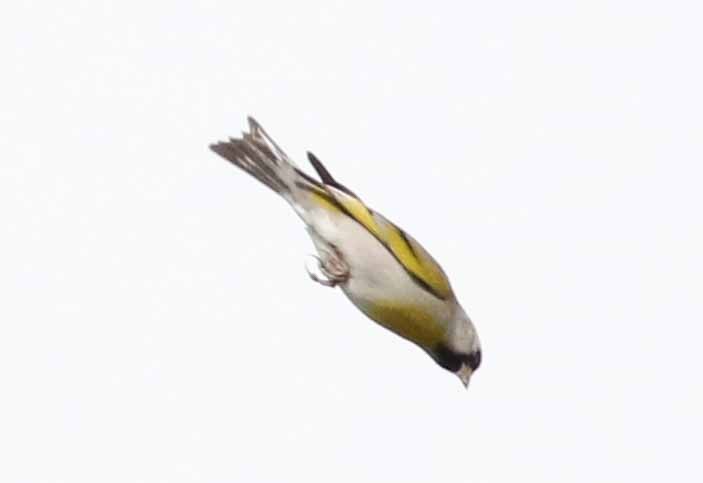 Lawrence's Goldfinch - ML220384851