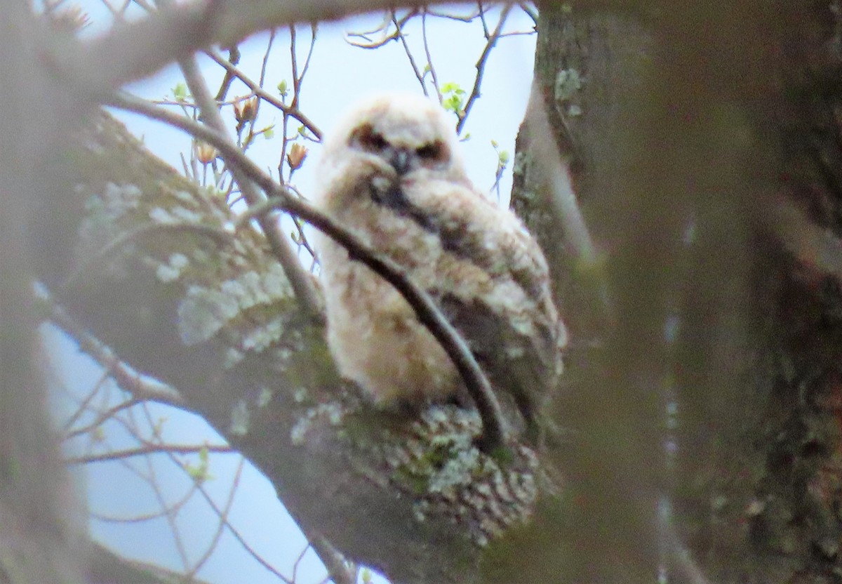 Great Horned Owl - ML220385241