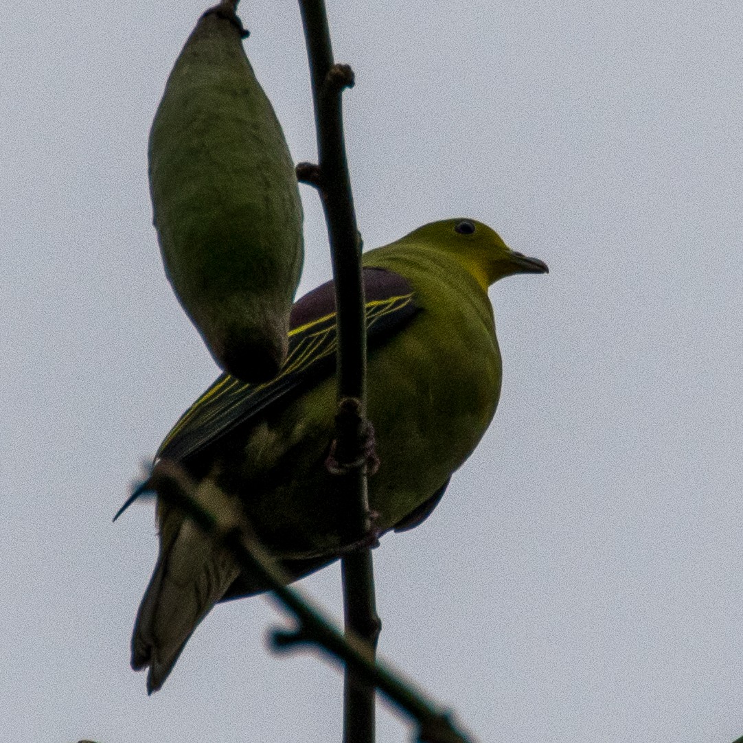 Sri Lanka Green-Pigeon - Steve McInnis