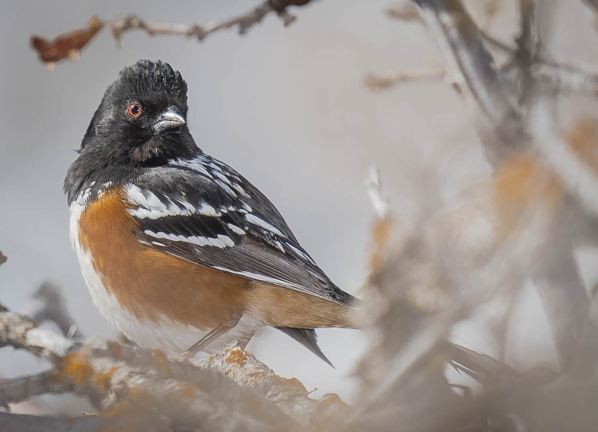Spotted Towhee - ML220393201