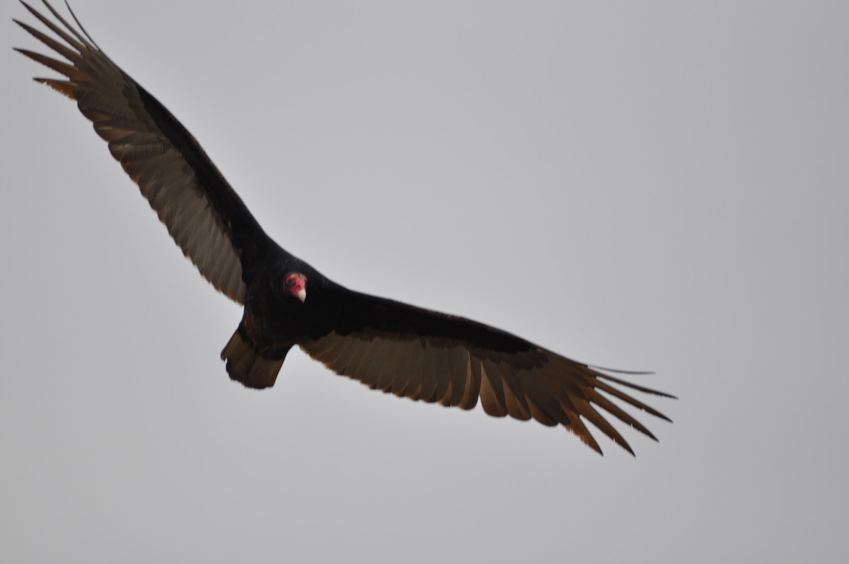 Turkey Vulture - ML220395391