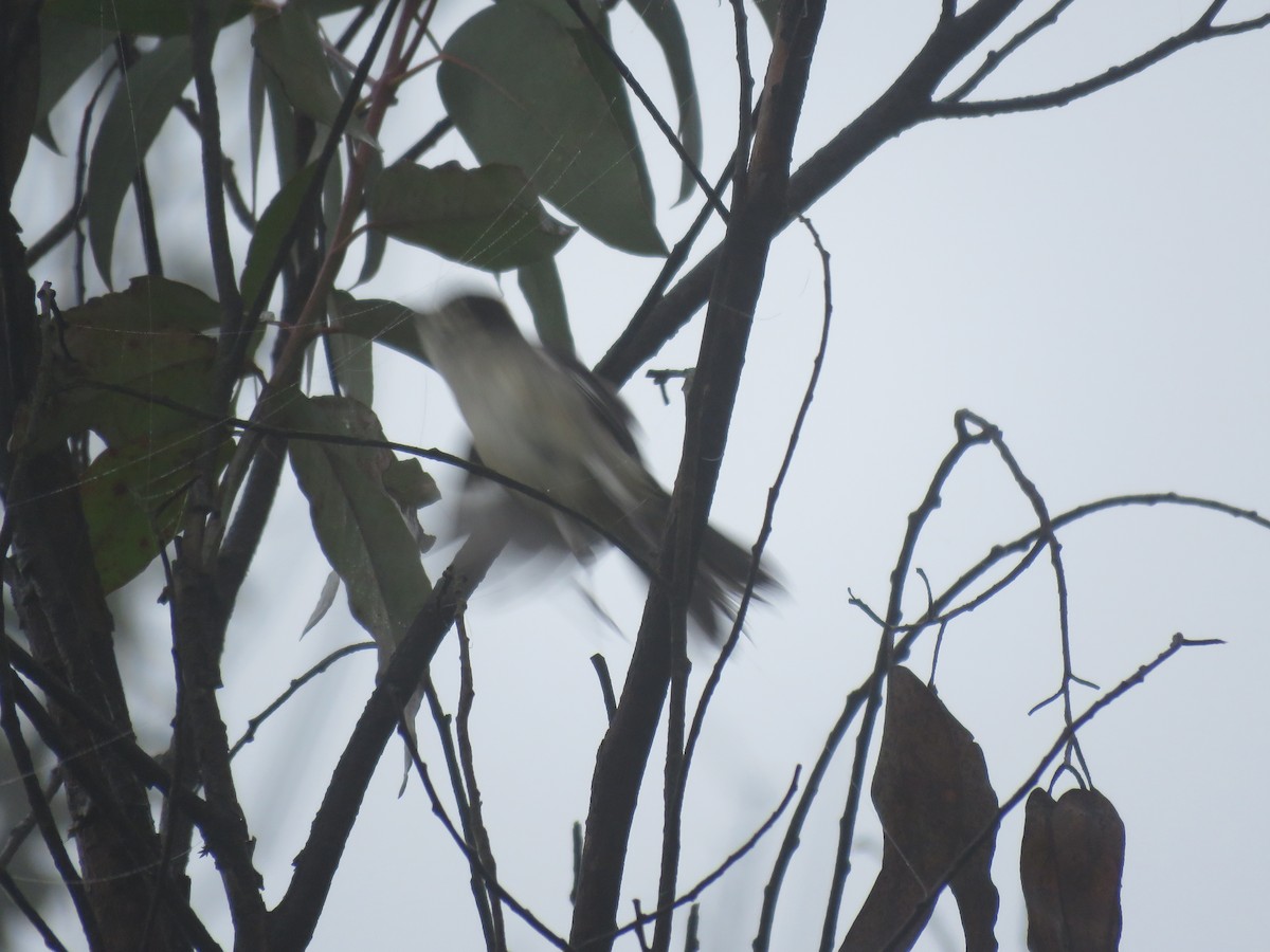 White-winged Brushfinch - ML220399731